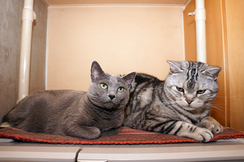 YMOクニックバッヂってニャにかしら？　光って音がするらしい。うかちゃんも欲しいです。ぼぼぼ、ぼくも欲しいです。ニャ。ニャ。的な。