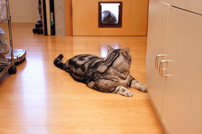 (1)あ。猫ドア付近にうかの予感。