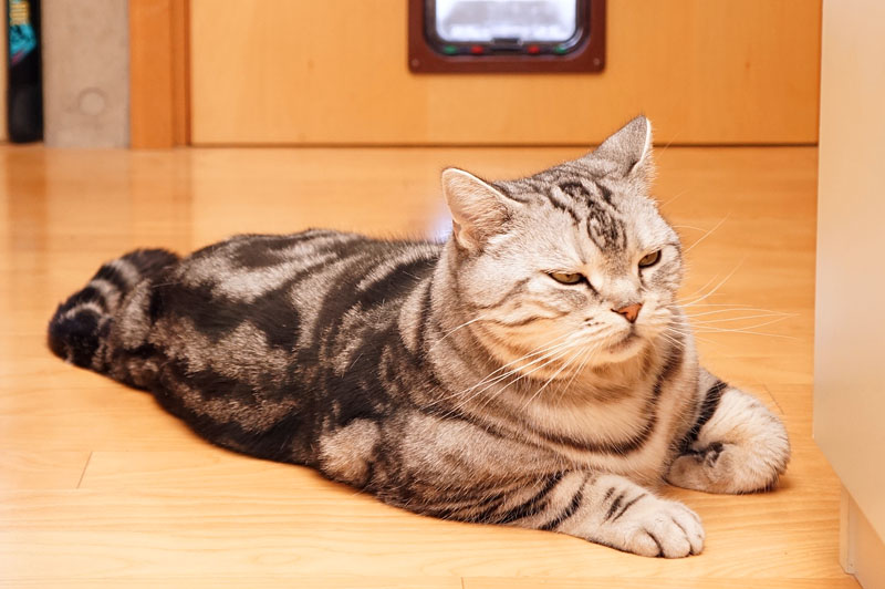 (6)ぼぼぼ、ぼくは眠くなったの。