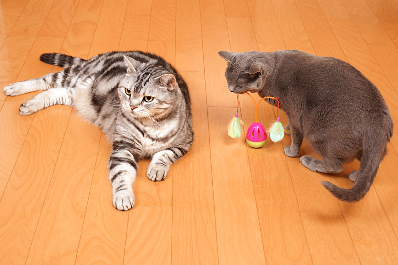 ホニュダーってニャにかしら？　時計らしい。うかちゃんは猫だから時間は関係ありませんよ。ぼくも関係ありません。ニャ。ニャ。みたいな。