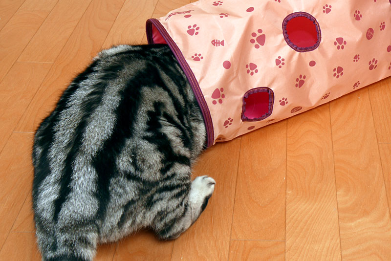 (2)ぼぼぼ、ぼくはトンネルの中に入っていきますよ。ニャ。