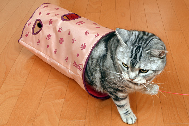 (3)通り抜けた。ぼぼぼ、ぼくは、ちょっと嬉しい気分なの。