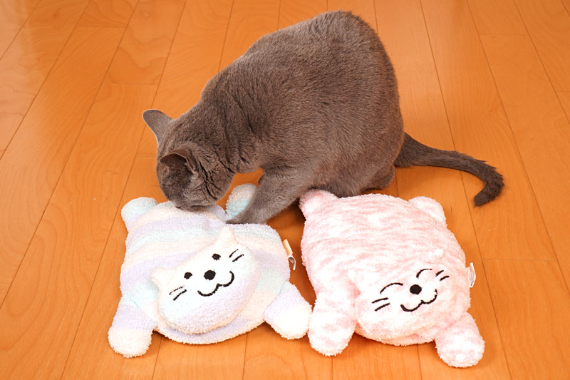 (1)あ。ニャ。これはフミフミし心地がよさそう。どうしましょう