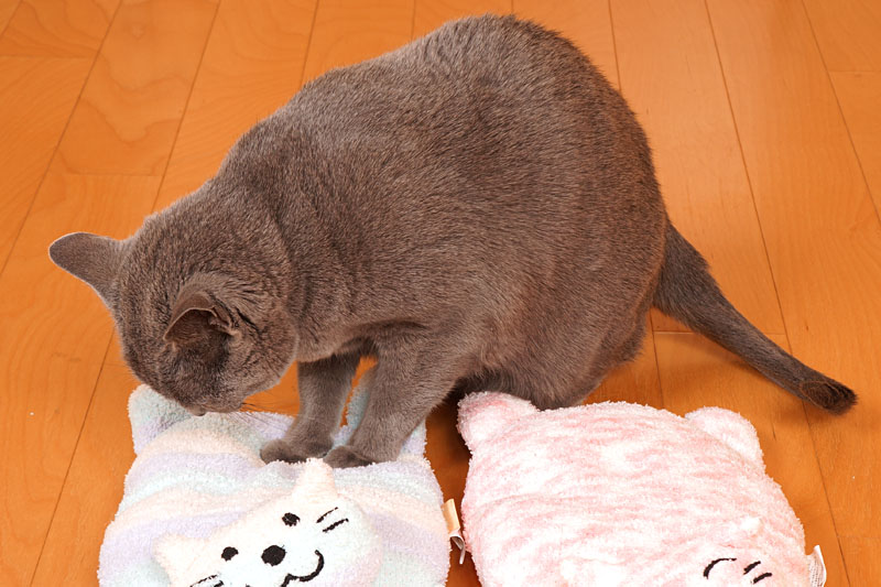 (2)うかちゃんはフミフミしちゃうの。フ～ミ～フ～ミ～フ～ミ～