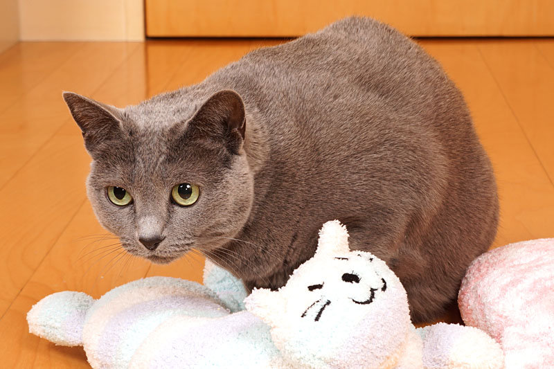 (3)落ち着いたの。とろが攻撃してくるまでジッとしていましょう