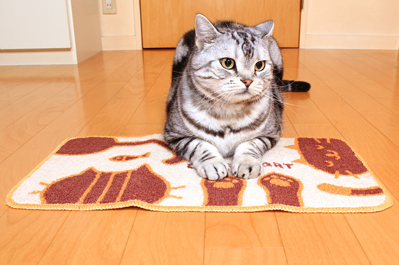 (1)あ。おまえはおまえは。じゃあ座り方を教えてニャげましょう。