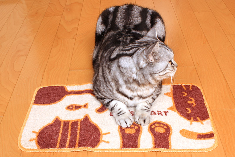 (2)これがスフィンクス座りですよ。おまえはおまえは。ニャニャ。