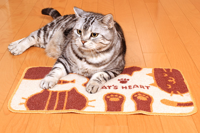 (3)そしてこれがマーメイド座りなの。マーメイドっぽいの。ニャ。