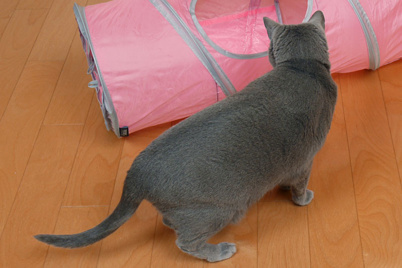(3)低姿勢後ろ猫耳はとてもニャわいいでしょ。