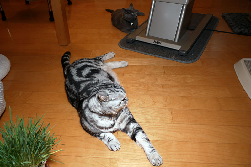 うかちゃんは魚釣りに行ってみたいニャ。ぼぼぼ、ぼくはクルマに乗りたくないけど魚釣りに行ってみたいです。ニャニャ。ニャニャ。的な。