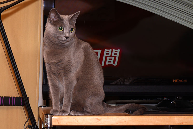 (3)うかちゃんはテレビと人間の間も好きよ。