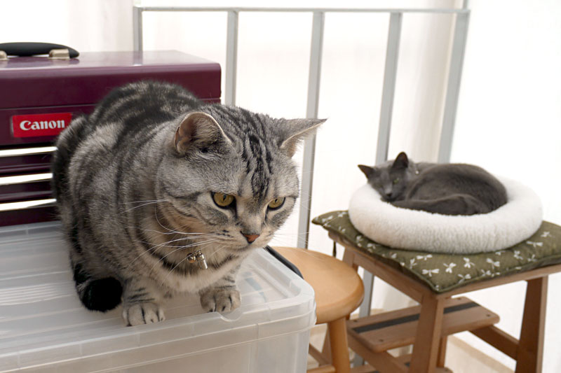 うかちゃんはドニャフトイニェブンニェーシーに対応しているかしら。ぼぼぼ、ぼくは対応してるかな。ニャニャニャ。ニャニャニャニャニャ。みたいな。