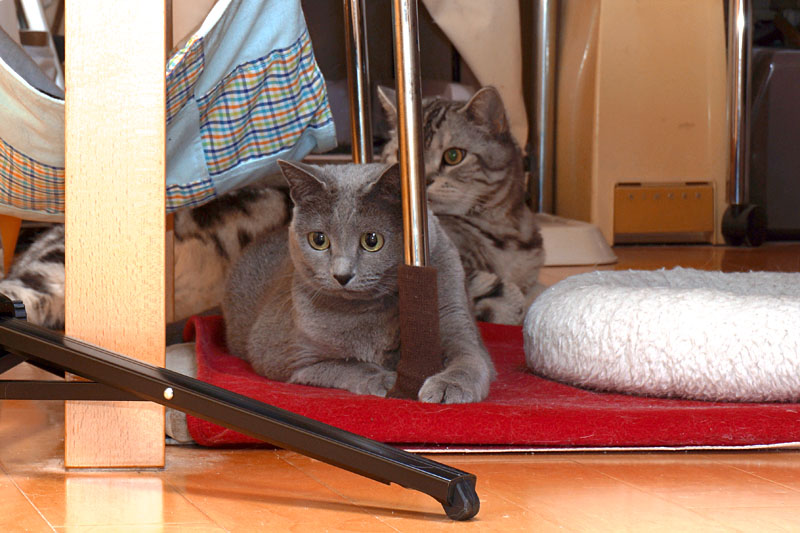 ニョルテってニャにかしら？　カニェンダーらしい。うかちゃんは猫なので予定はありません。ぼぼぼ、ぼくもありません。ニャ。ニャニャ。的な。
