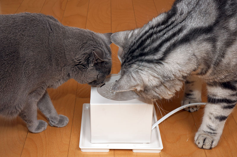 グーグニュドニャイブってニャにかしら？　クニャウドらしい。猫だから全然意味がわかりません。ぼぼ、ぼくもです。ニャ。ニャ。みたいな。