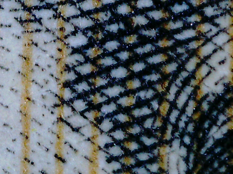 レンズ前の筒を合わせた状態で、少し拡大倍率を落とした位置にピントを合わせることができる