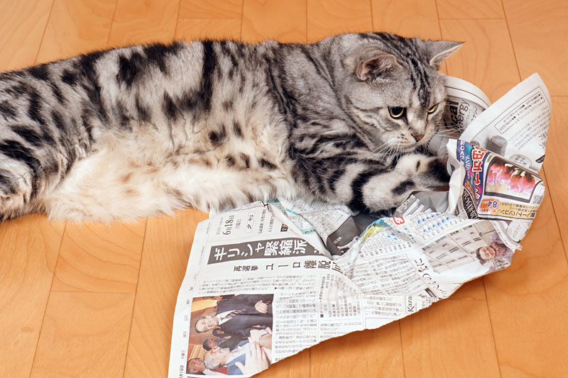 (2)殺さなければ。殺すニャ。