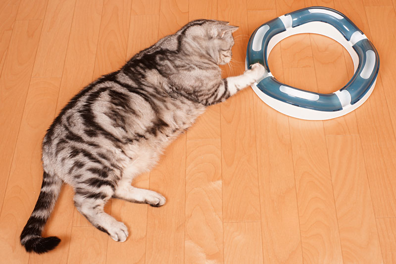 (1)あニャ。これは楽しげなおもちゃ。