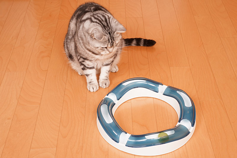 (2)転がるボールを殺すおもちゃニャ。