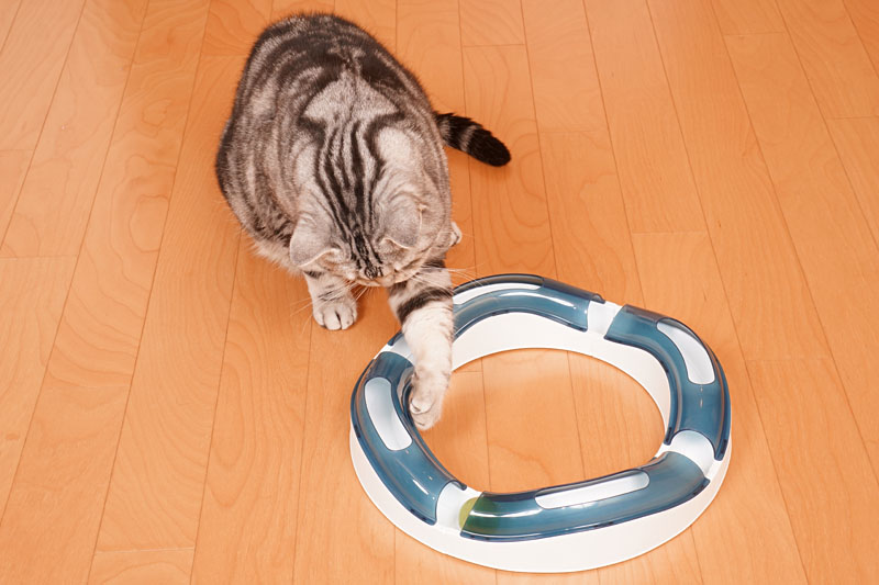 (3)ボールを殺して死なして殺すニャ。