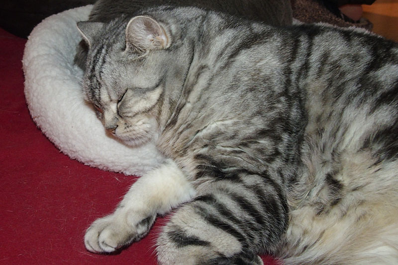 テーブルの下。本来は非常に暗い場所で、フラッシュ撮影の必要があったりするが、「HVL-LEIR1」を使うと自然な雰囲気の明るさで撮れる。