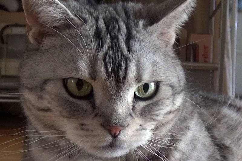 カメラを低い位置でホールドして猫を撮影。カメラを保持しにくい姿勢ゆえ手ブレしがちだが、これも安定した動画が撮れた。左のドットバイドット画像のとおり、暗めの状況下でもさほどノイズ感はなく、精細さも十分ある