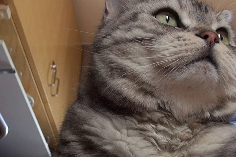 HDR-PJ790Vによる映像。左が映像を縮小したもので、右がドットバイドット。やや光量不足の環境下だが、良好な映像が得られている