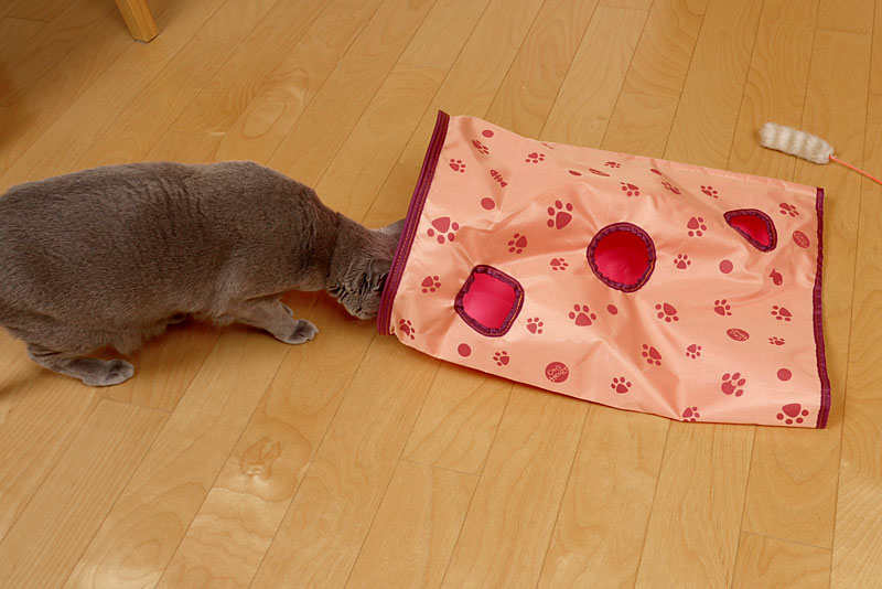 （1）ニャ。これは罠かしら罠かしら。ニャニャ。