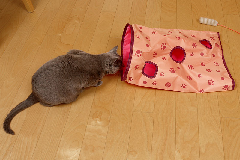 （2）これは罠に違いニャいので観察しましょう。