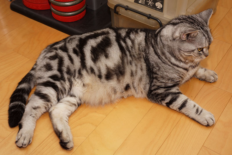 （2）そして余裕のマーメイド座りをしているの。