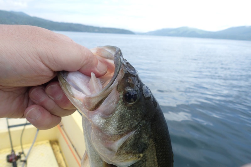 釣れた魚を片手撮り。AFも正確で、手ブレ補正も案外効いている感じ。魚の瞳もクリアに捉えている。