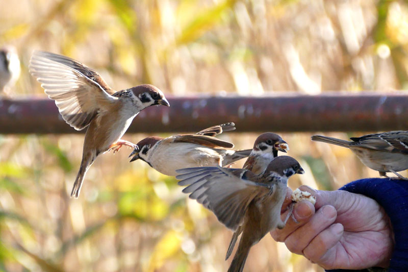 スズメに手からダイレクトに餌やりする人。ハチドリのようにホバリングするススメを切り出してみました。