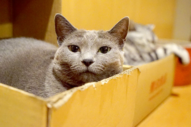 うかちゃんは猫だしこないだ食べた液状おやつがおいしいかったのでまた買ってきておくんニャさい。ぼぼぼ、ぼくにも買ってきてほしい。ニャ。ニャ。的な。