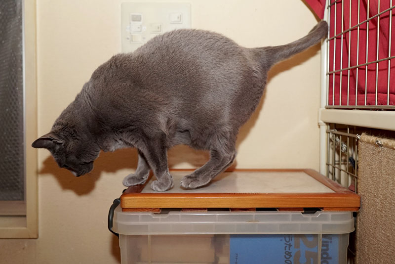 （2）どうしましょうどうしましょう。どこに行きましょう。降りようかな。