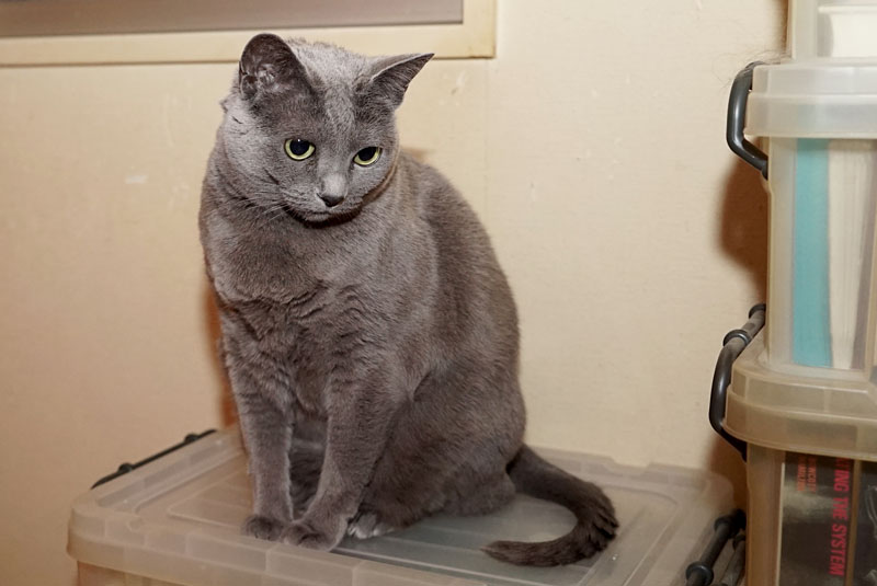 （3）一段だけ降りてみたの。でもホットカーペットに行きたい。ニャニャ。