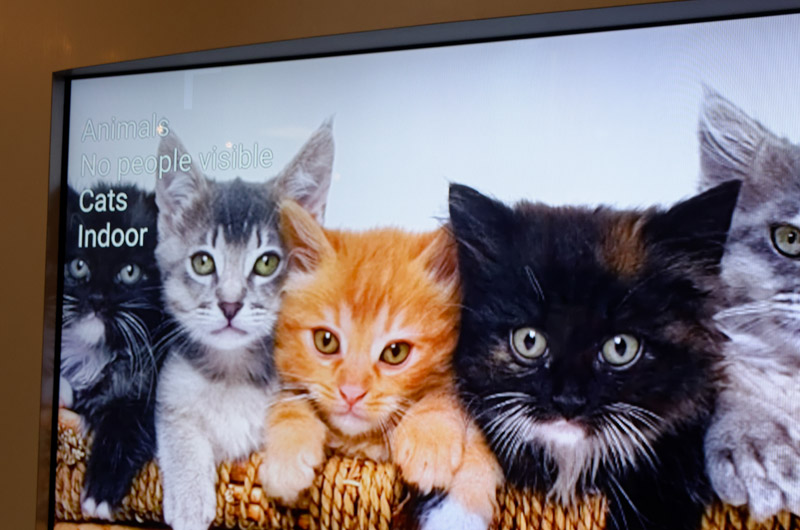 猫を認識。屋内で撮影したことも分かる