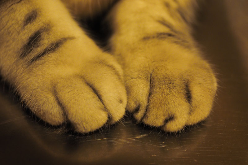 猫足を激写。毛が細かく描写されました。