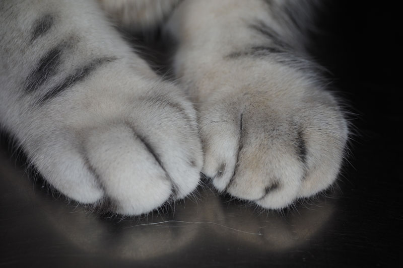 猫足を激写。毛が細かく描写されました。