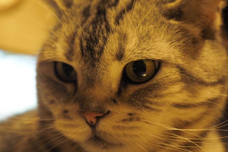 猫顔も激写。リングライトの常時点灯モードだと少し眩しいらしく、瞳孔が細くなってしまいます。