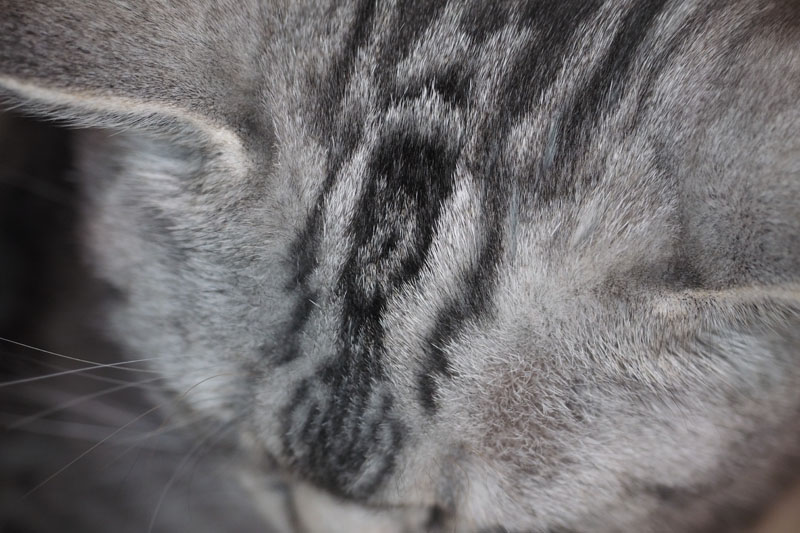 猫頭も接写。いろいろなモノの模様を撮るのにもイイですね。