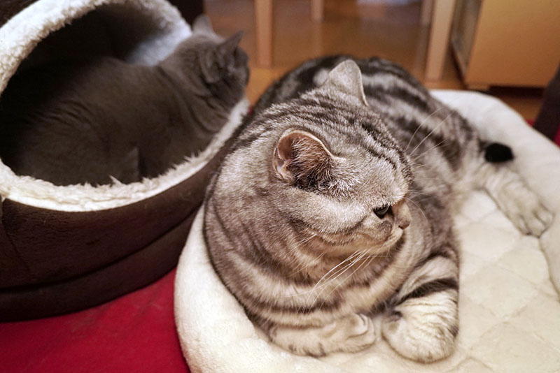 うかちゃんもブツ撮りしてもらいたいニャ。ぼくもブツ撮りしてもらいながらササミとシーバと猫缶を食べさせてもらいたいです。ニャニャニャ。ニャ。的な。