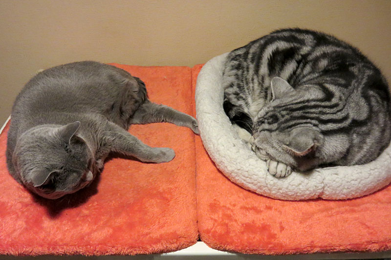 うかちゃんは猫砂を2粒くらい食べるのが好きなの。ぼぼぼ、ぼくは猫砂を散らかして遊ぶのが好きです。ニャニャニャ。ニャ。的な。