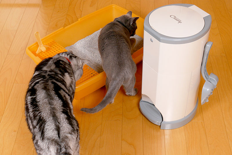 うかちゃんは真夏でも日向ぼっこが好きなの。ぼぼぼ、ぼくは真夏はアルミの冷え冷えボードと猫缶とシーバがないとダメなの。ニャ。ニャ。みたいな。