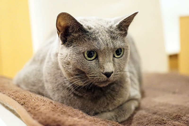 （2）あ。おまえは。これはうかちゃん専用マットなのよ。ニャ。