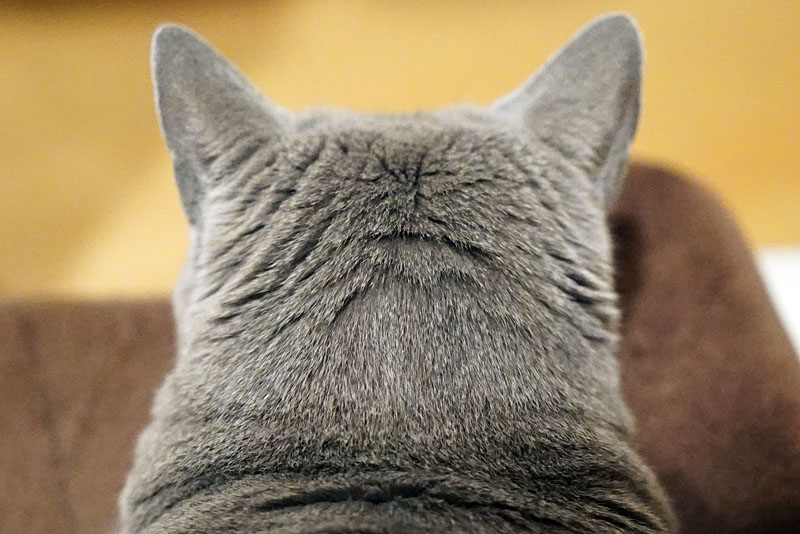 （3）ニャ。じゃあうかちゃんの猫後ろ頭を見せてあげましょう。