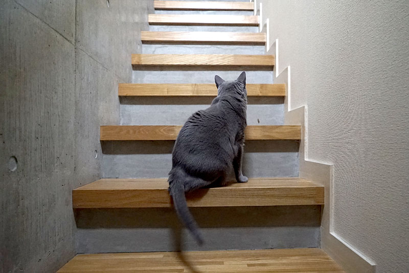 （1）あ。来たな。おまえは。