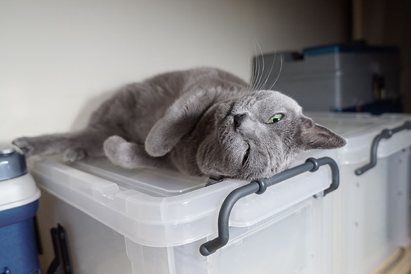 （2）ニャニャ。ゴロゴロ。撫でたりしなはれ。