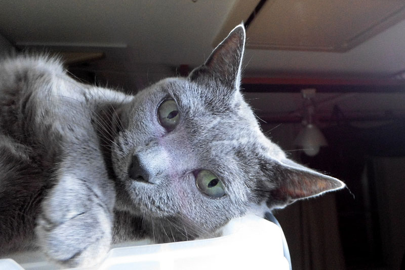 （3）あ。おまえは。ニャんですか。おまえは。