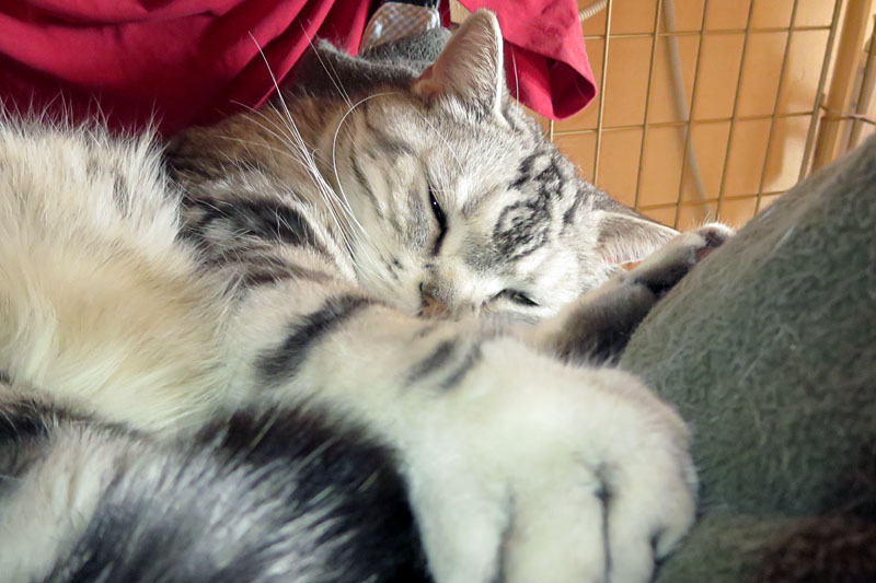 （1）ぼぼぼ、ぼくは眠すぎる。