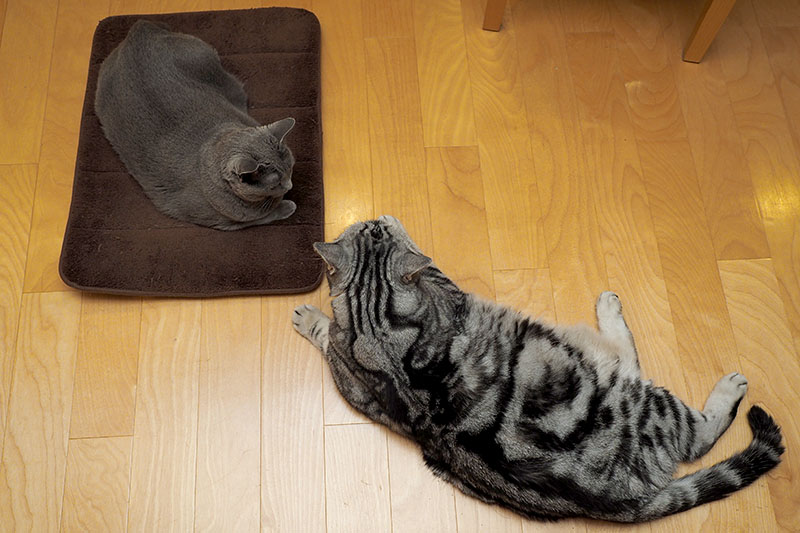 うかちゃんは逆向きでもニャわいい猫ですけど。ぼぼぼ、ぼくは逆とかのことは間に合っているので猫缶とシーバとササミと液状おやつをくニャさい。ニャニャ。ニャ。的な。