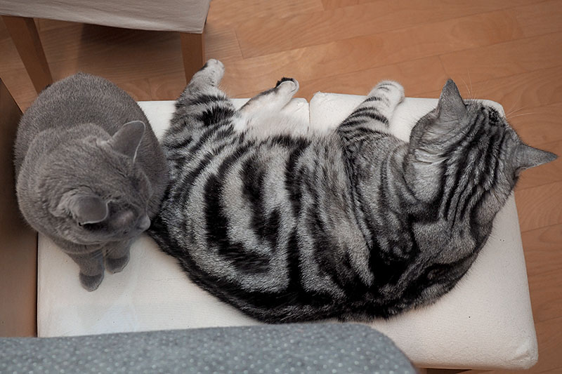 うかちゃんは周囲360度見えると落ち着かないです。ぼぼぼ、ぼくも周囲360度は落ち着かないからシーバと猫缶とあと猫草を食べさせてくニャさい。ニャ。ニャ。的な。